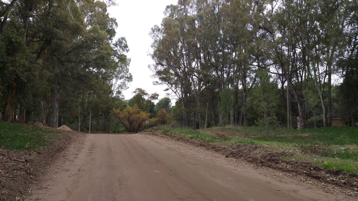 Caminos arbolados que invitan a explorar
